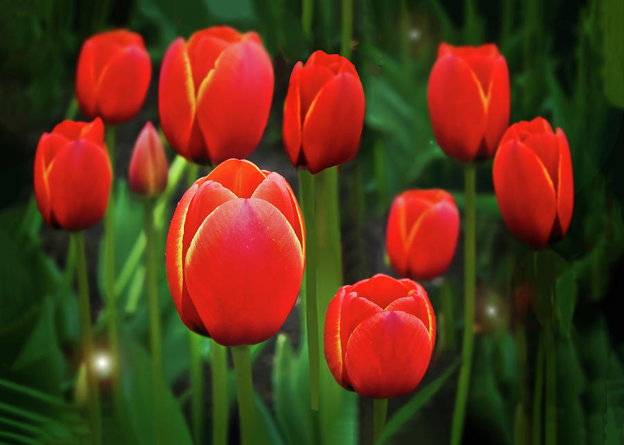 Red Tulips Photograph by John Christopher