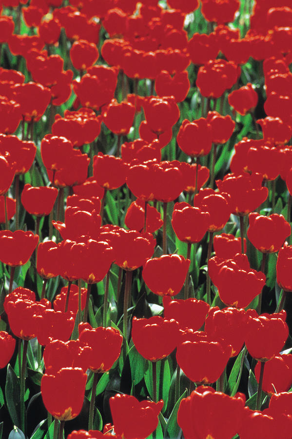 Nature Photograph - Red Tulips by John Foxx