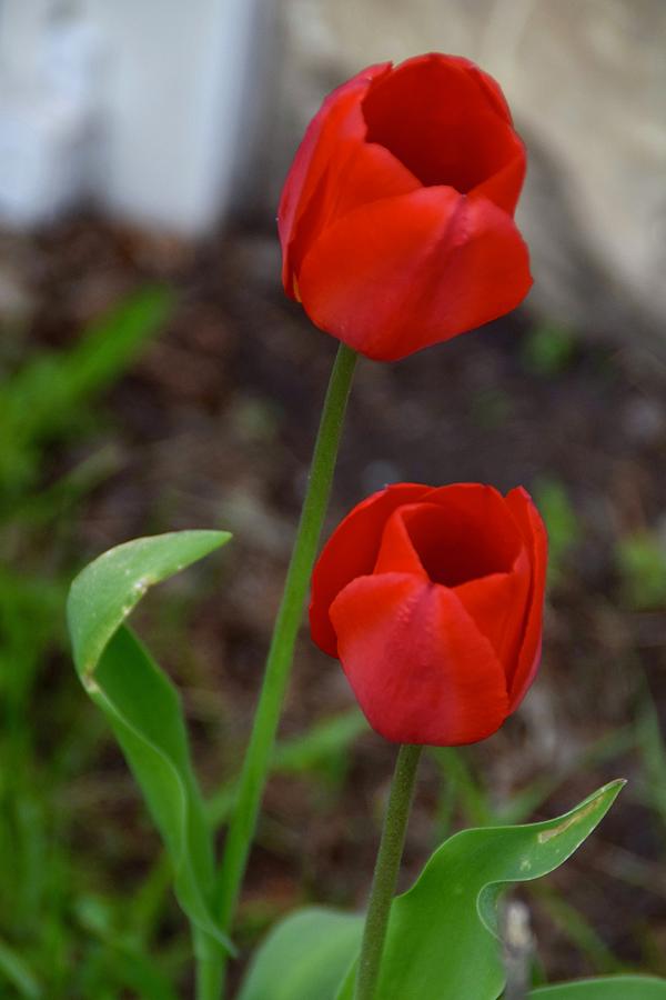 Red Tulips Photograph by Linda L Brobeck