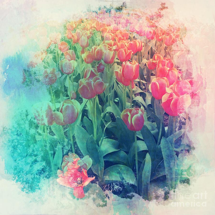 Tulip Photograph - Red Tulips by Miriam Danar