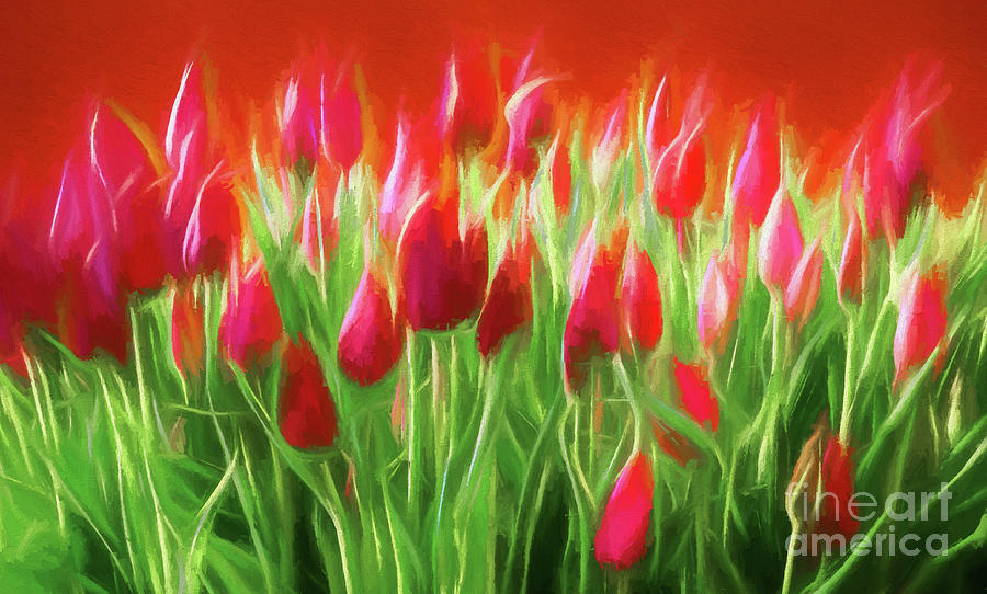 Red Tulips Photograph by Philip Preston