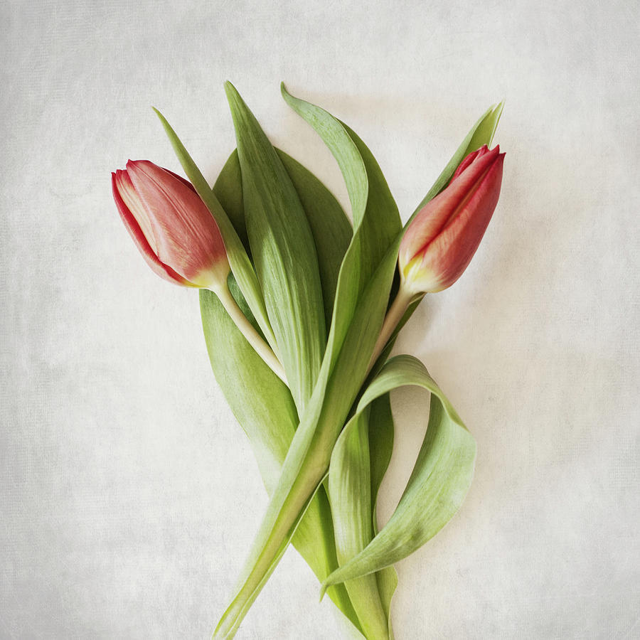 Red Tulips Photograph by Samantha Nicol Art Photography