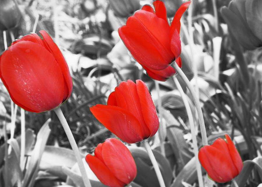 Red Tulips Selective Color Photograph by Mary Pille