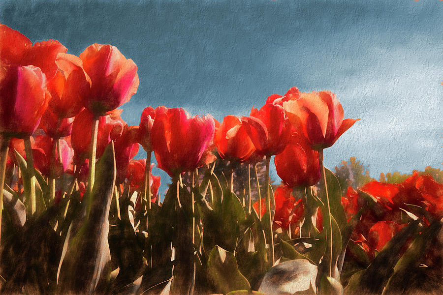 Red Tulips Photograph by Steve Ladner