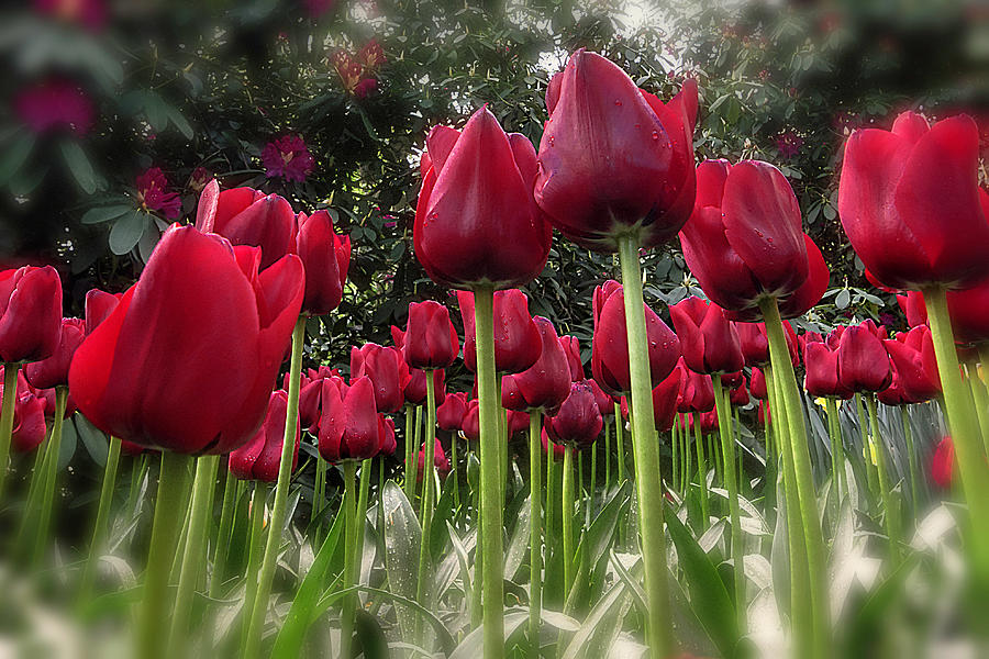 Red Tulips Photograph by Wolfgang Stocker