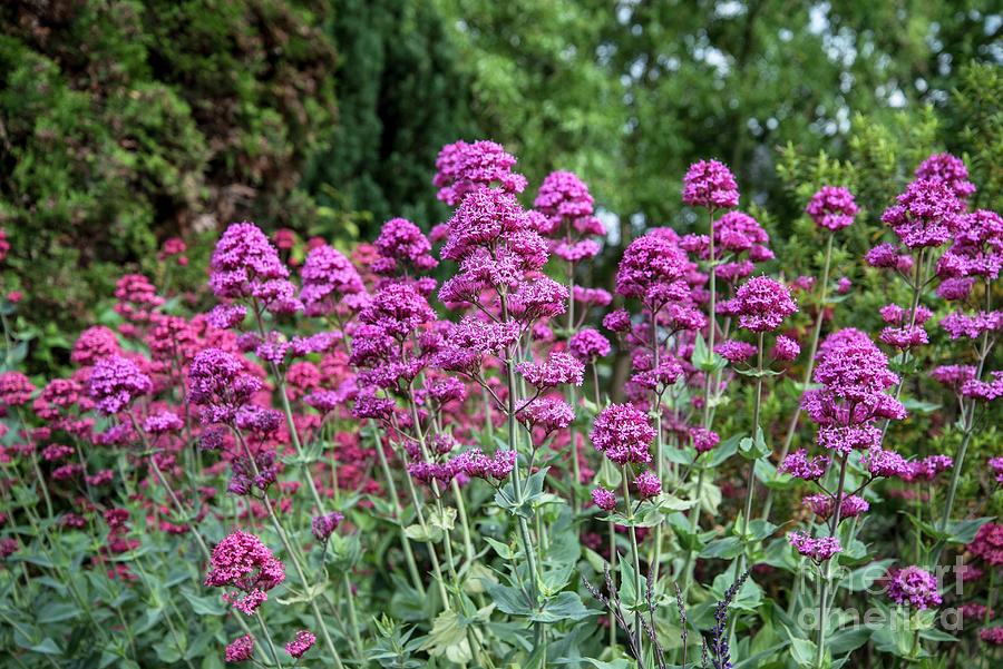 Red Valerian (centranthus Ruber) Photograph by Adrian Thomas/science Photo Library