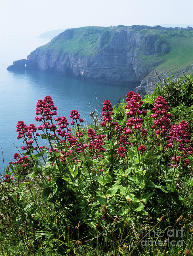 Red Valerian (centranthus Ruber) Photograph by Geoff Kidd/science Photo Library