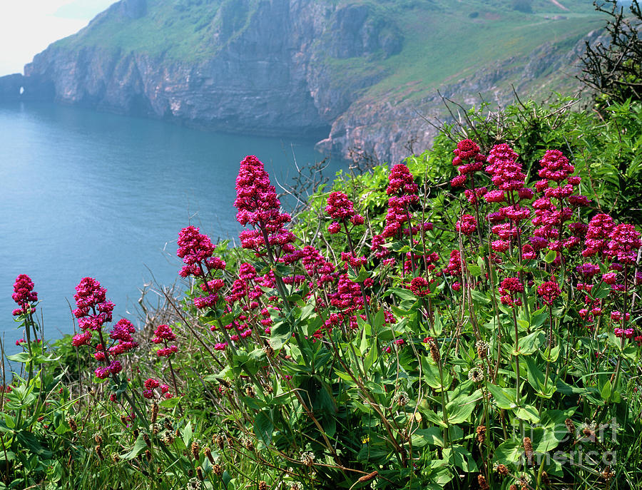 Red Valerian Photograph by Geoff Kidd/science Photo Library