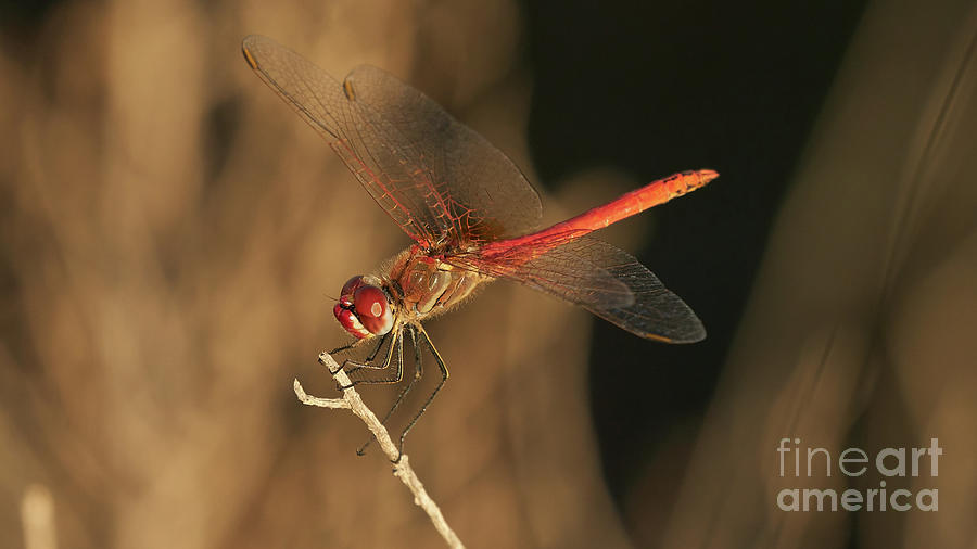 Red-veined darter Dragonfly Photograph by Pablo Avanzini