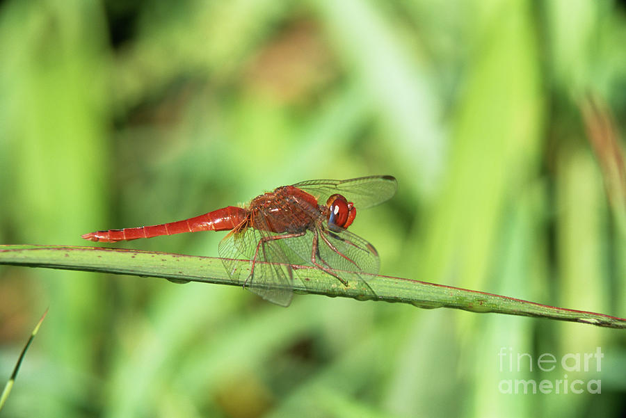 Red Veined Dropwing Photograph by Peter Chadwick/science Photo Library
