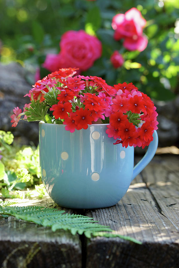 Red Verbena Flowers In A Blue Mug Photograph by Angelica Linnhoff