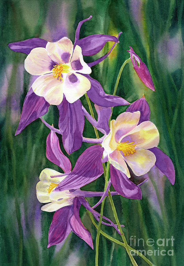 Red Violet Columbine Blossoms with Dark Background Painting by Sharon Freeman