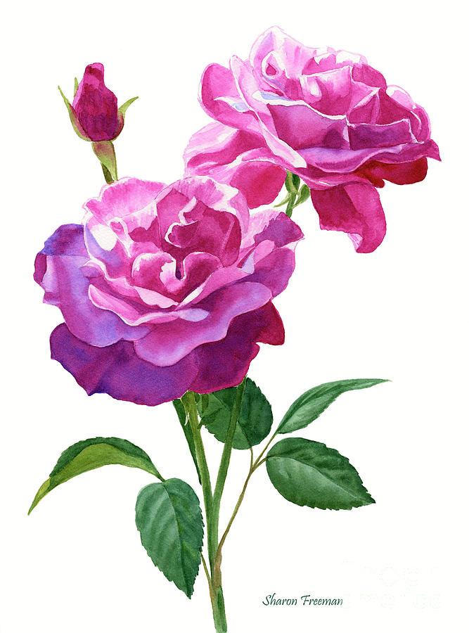 Red Violet Roses with Bud on White Painting by Sharon Freeman