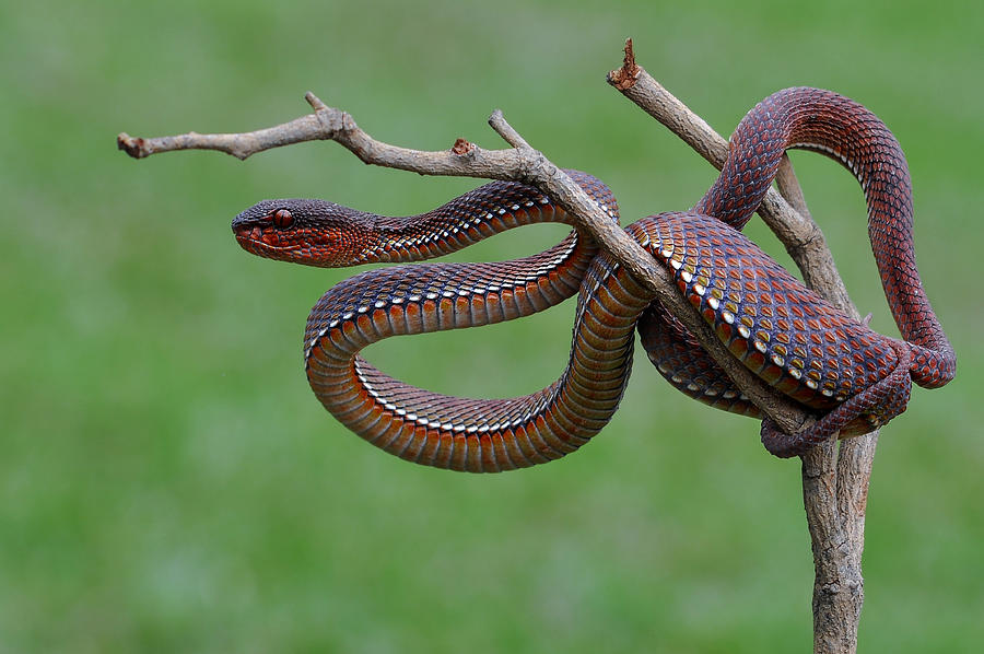 Red Viper Photograph by Edy Pamungkas