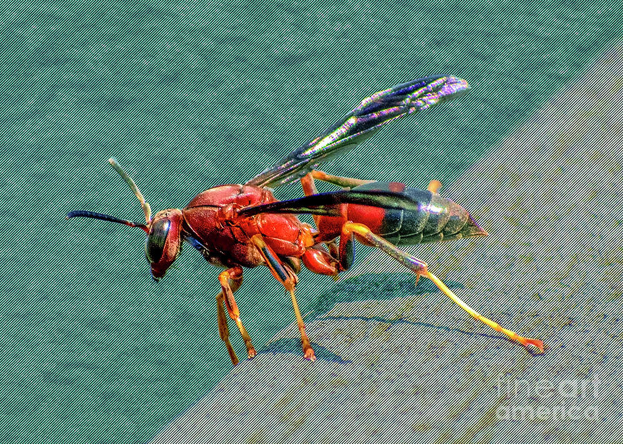 Red Wasp Digital Art by Anthony Ellis