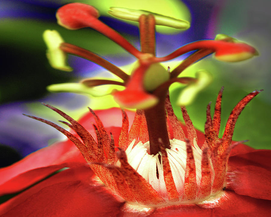 Flower Photograph - Red Watter Lilly by Dana Brett Munach