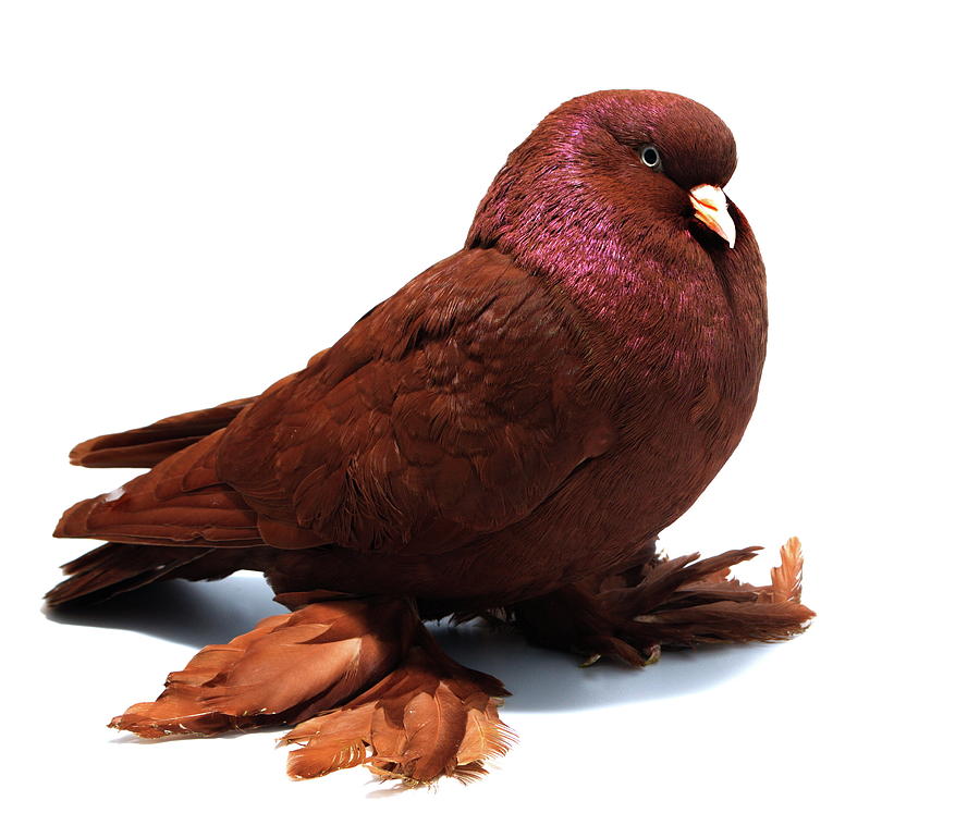 Red of England Tumbler Pigeon by Nathan - Pixels