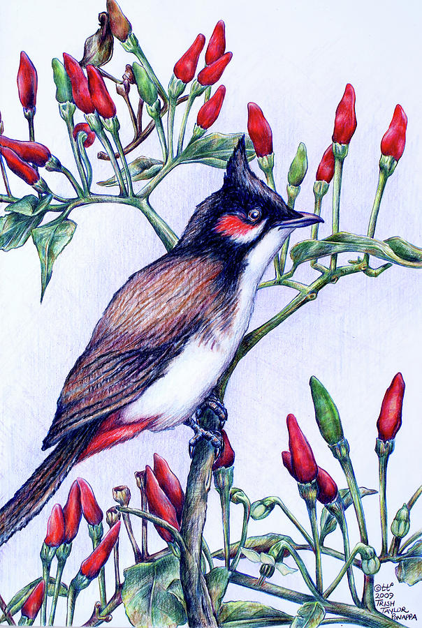 Red Whiskered Bulbul Drawing by Trish Taylor Ponappa