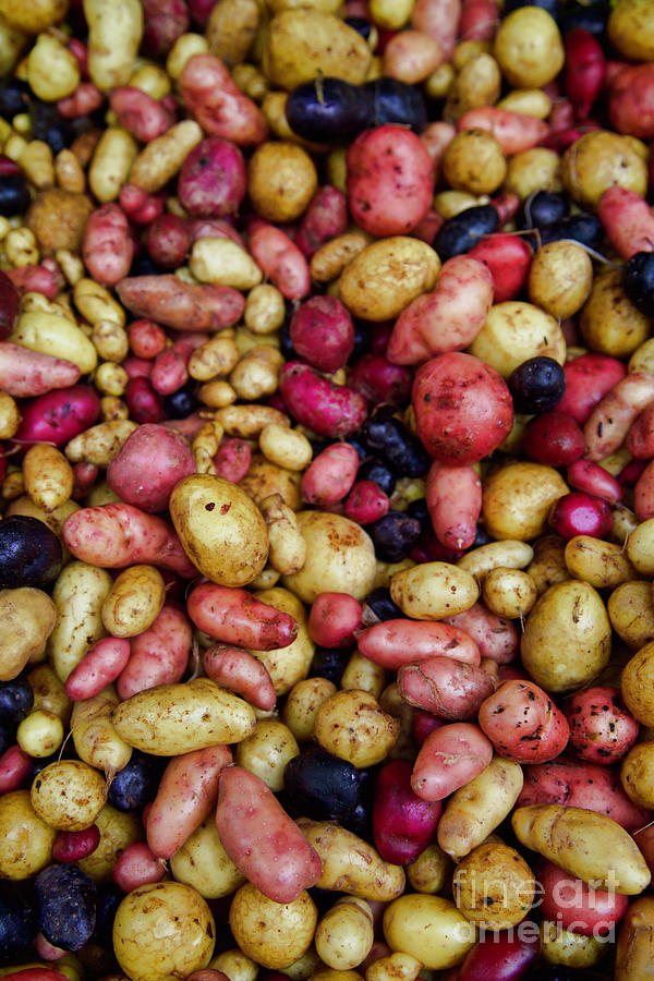 Red white and blue new potatoes Photograph by Bruce Block