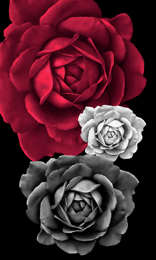 Three Roses Abstract Photograph by Jennie Marie Schell