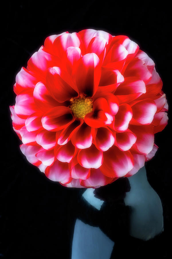 Red White Dahlia In Black Vase Photograph by Garry Gay