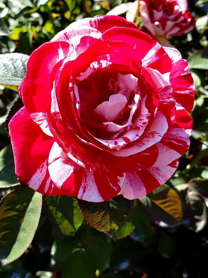 Red White Rose Photograph by Marla Daum-Smith - Fine Art America