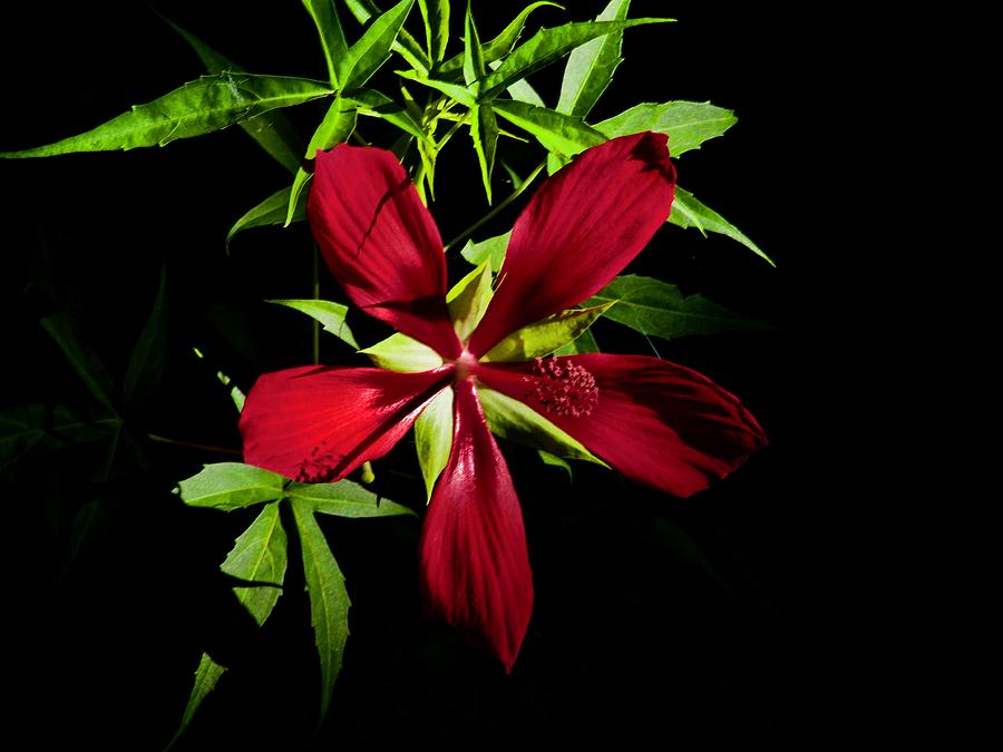 Red Wild Swamp Hibiscus at the Florida Botanical Gardens Photograph by L Bosco