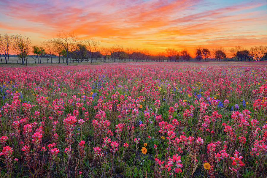 Red Wildflowers of Texas 4021 Photograph by Rob Greebon - Fine Art America