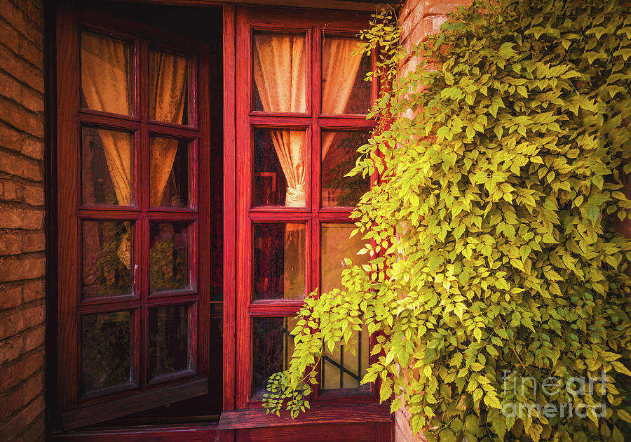 Red Window Vine Background Decoration Photograph by Luca Lorenzelli