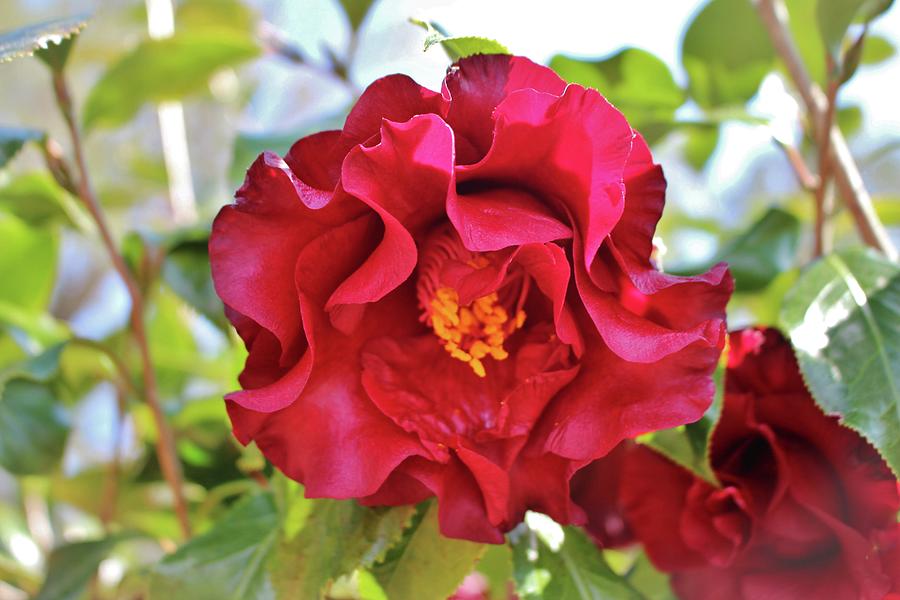 Red Wine Camellia Photograph by Cynthia Guinn