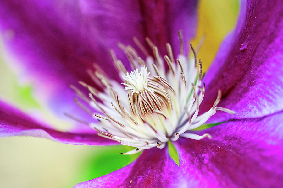 Red Wine Clematis Photograph by Mary Ann Artz