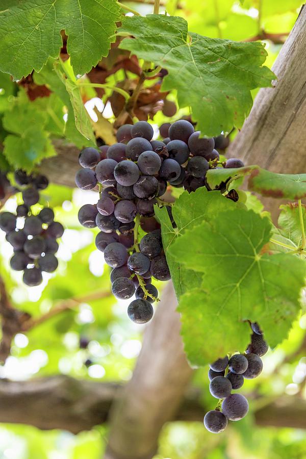 Red Wine Grapes, Amalfi Coast, Italy Photograph by Jalag / Andrea Di Lorenzo