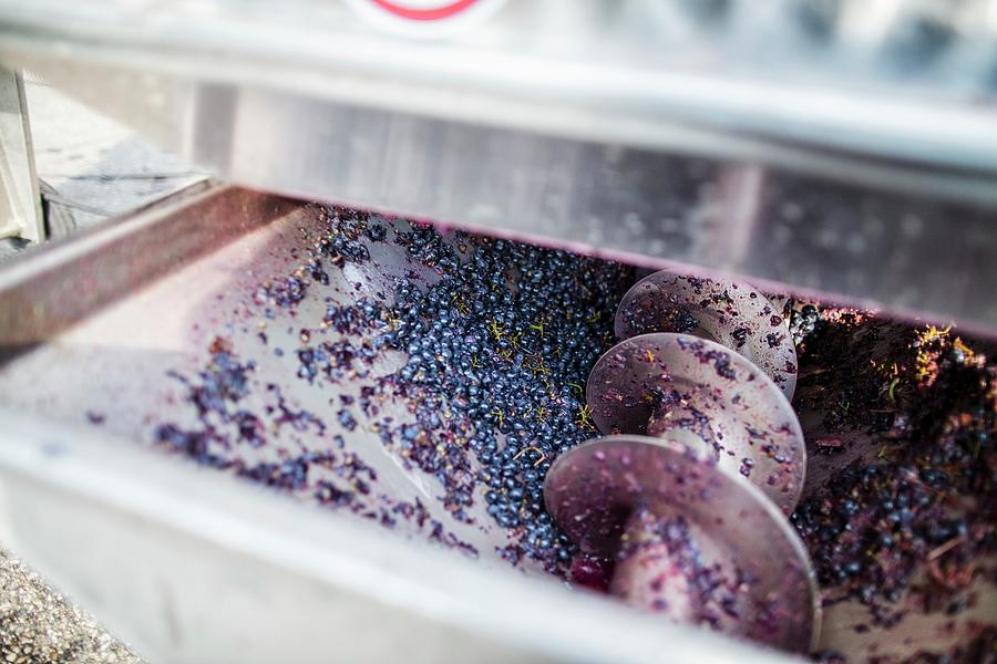Red Wine Grapes Being Processed With A Machine Photograph by Jan Prerovsky