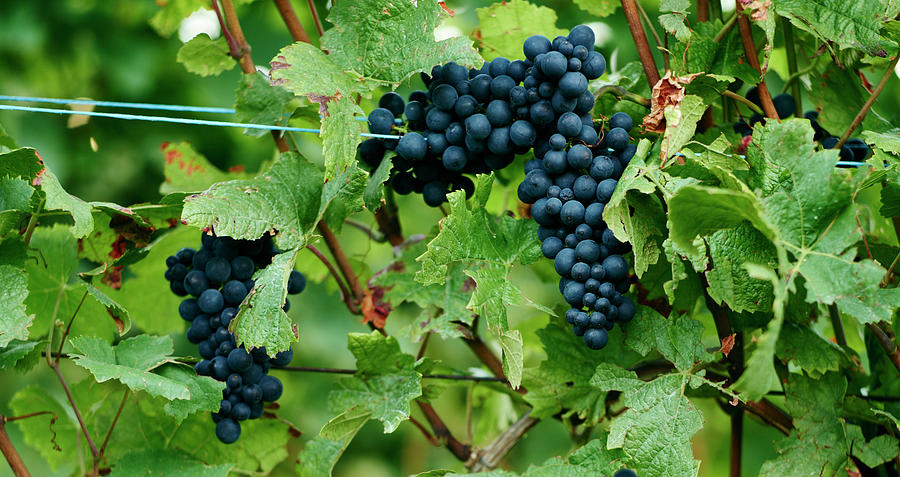 Red Wine Grapes On A Vine In A Vineyard In Alsace Photograph by Oliver Brachat