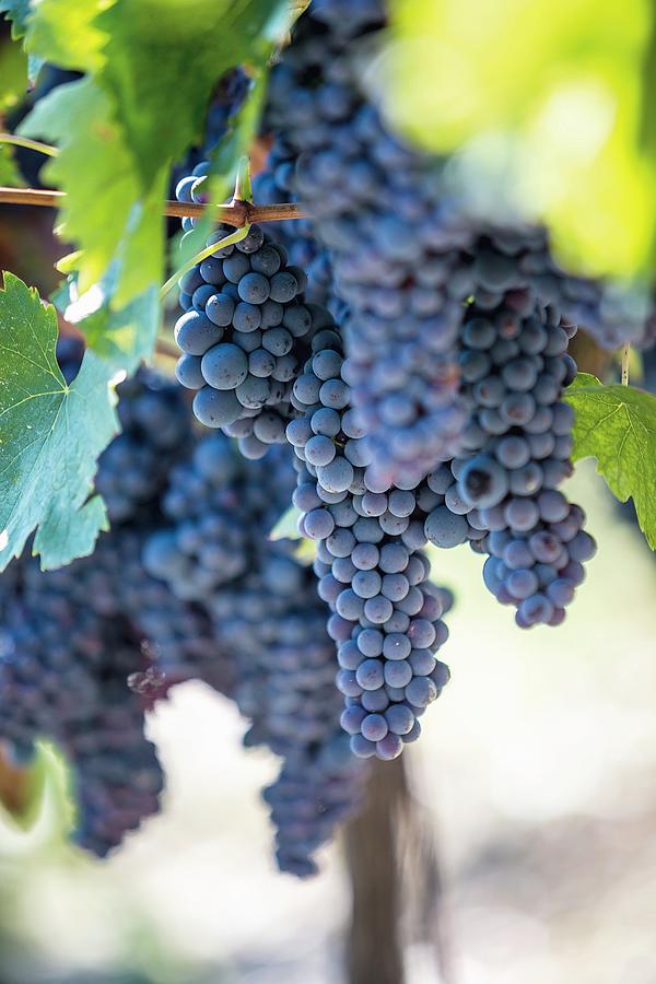 Red Wine Grapes On The Vine At The Nittardi Winery In Tuscany, Italy Photograph by Jalag / Andrea Di Lorenzo