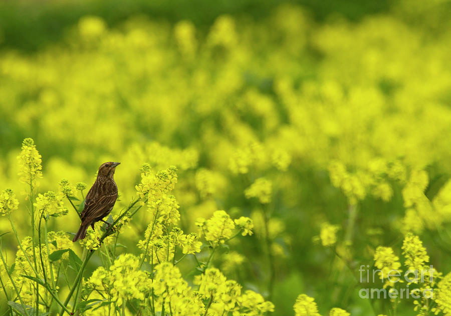 Red wing Black Bird in a field of yellow  Photograph by Ruth Jolly