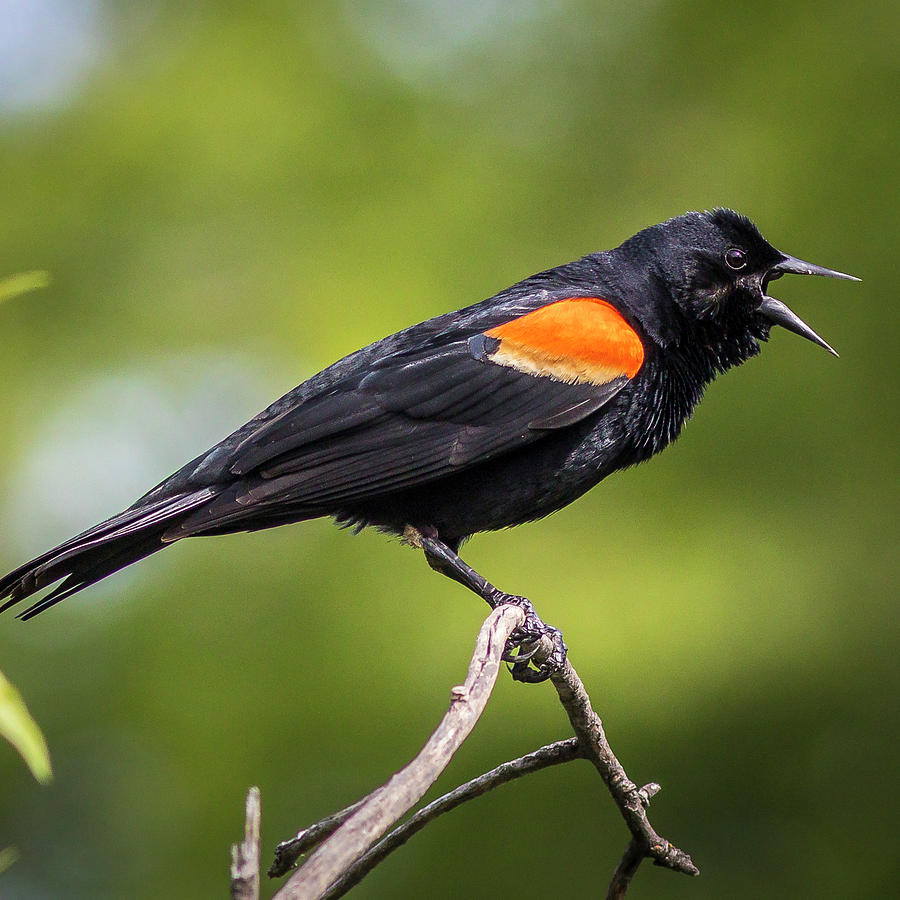 Red-Wing Blackbird Photograph by Mark Mille