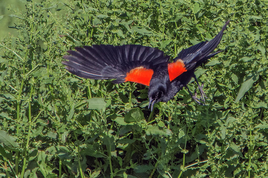 Red-winged Black Bird 7715-042119 Photograph by Tam Ryan