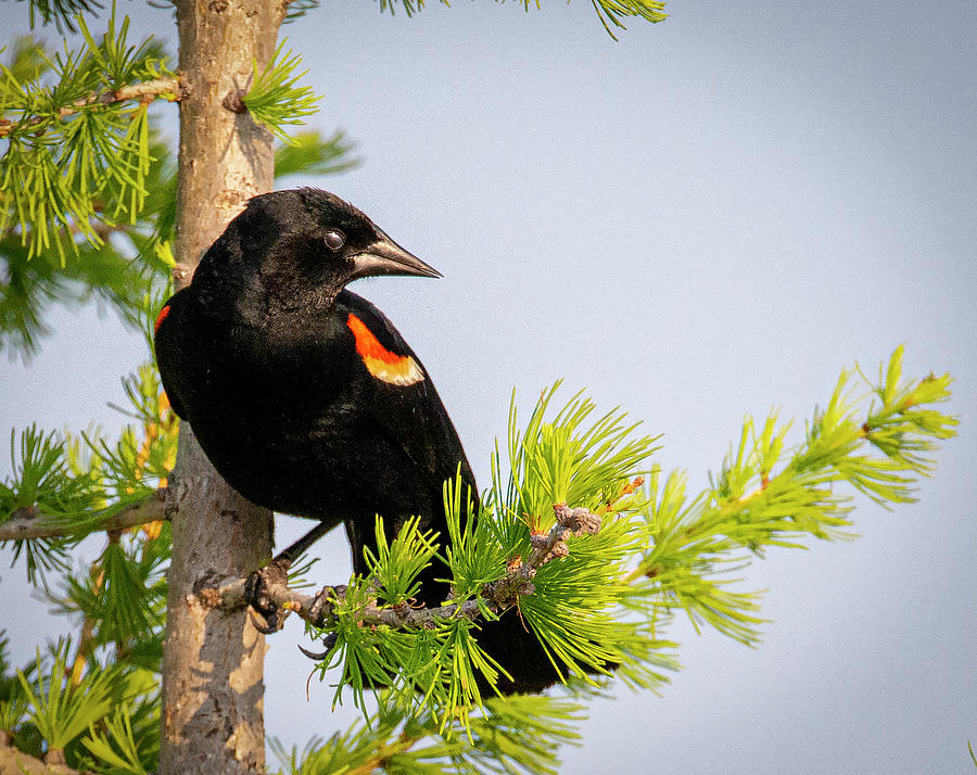 Red-winged Black Bird in a Tree by Philip Rispin Red-winged Black Bird in a Tree by Philip Rispin