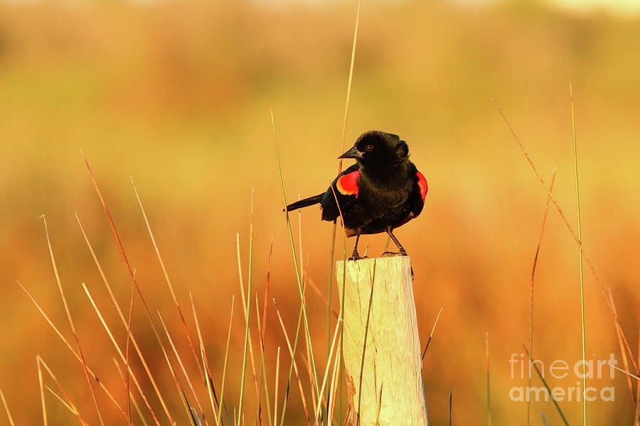 Red-winged Black Bird Photograph by Jennifer Zelik