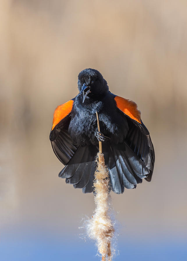 Red-winged Black Bird Photograph by Li Chen