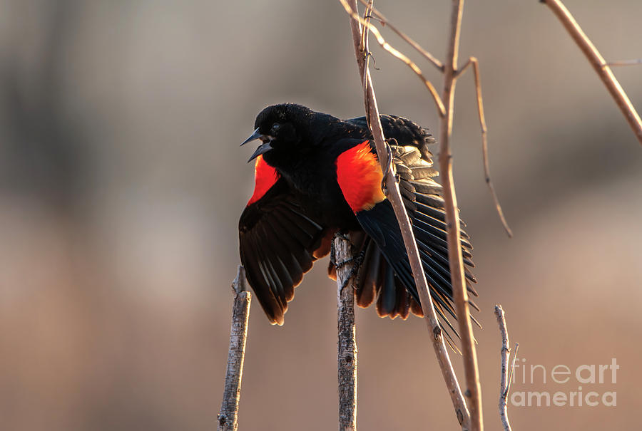 Red Winged Black Bird Photograph by Sandra Js