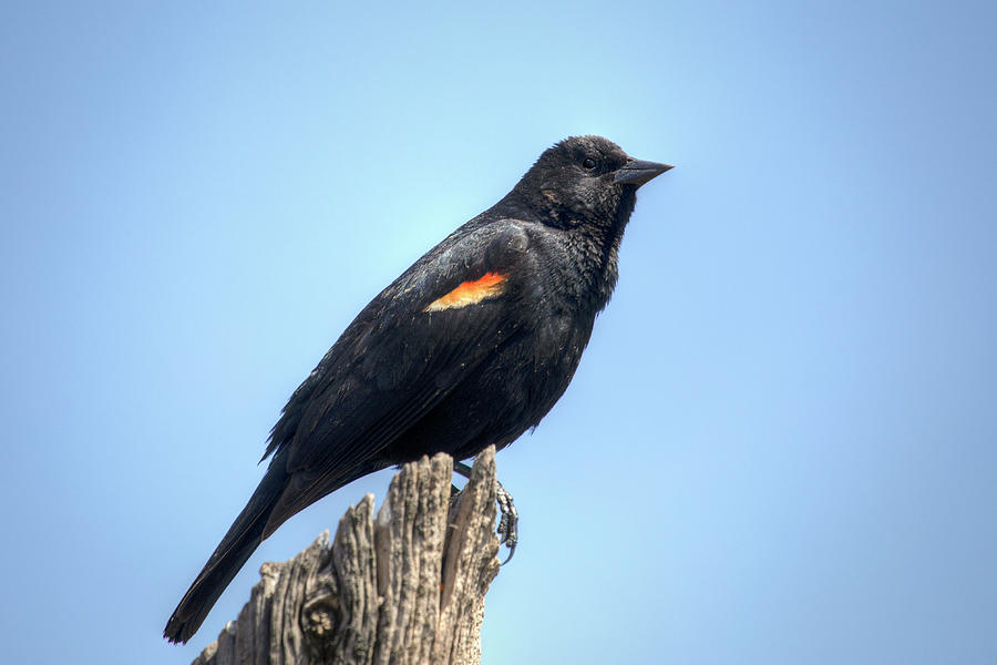 Red-Winged Blackbird 0986 Photograph by Kristina Rinell