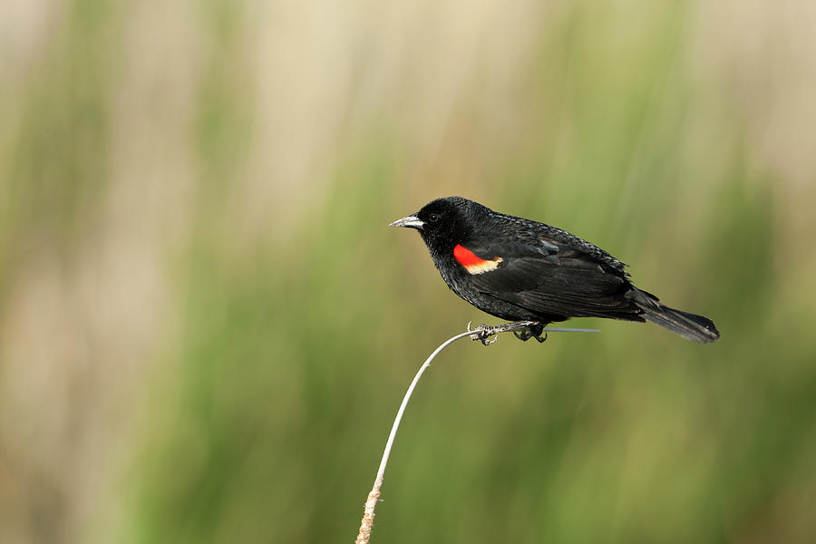 Red Winged Blackbird Photograph - Red Winged Blackbird 3823  Agelaius phoeniceus  by Michael Trewet