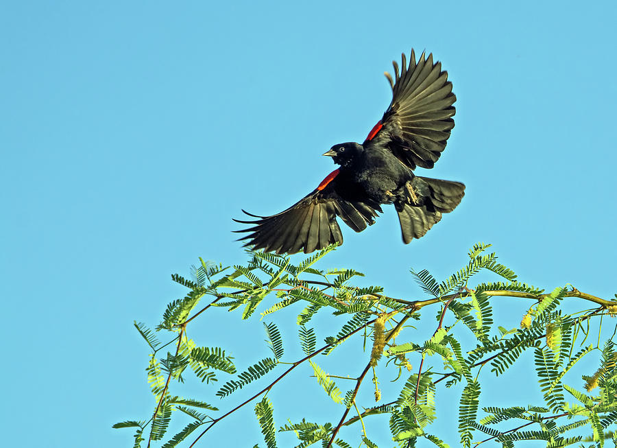 Red-winged Blackbird 8591-042819 Photograph by Tam Ryan