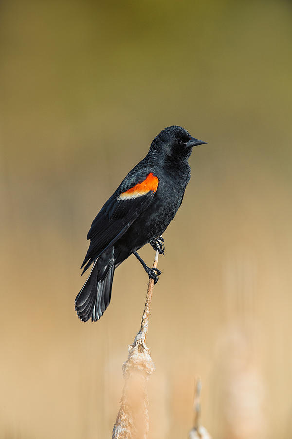 Agelaius Photograph - Red-winged Blackbird, Agelaius by James Zipp Agelaius Photograph - Red-winged Blackbird, Agelaius by James Zipp