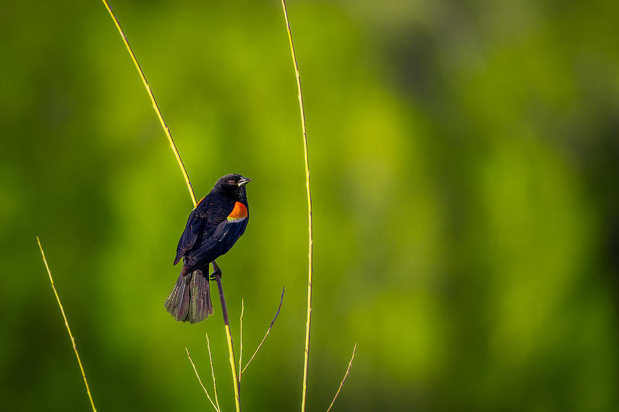 Red-winged Blackbird Photograph by Alex Zhao
