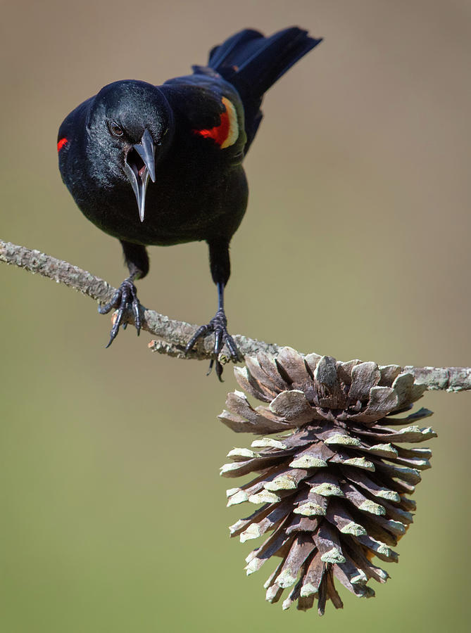 Red-winged Blackbird and Pine Cone Photograph by Jerry Fornarotto
