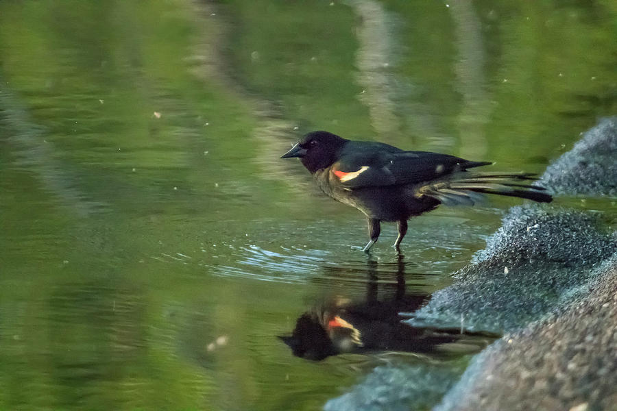 Red-Winged Blackbird at Water's Edge, No. 2 by Belinda Greb Red-Winged Blackbird at Water's Edge, No. 2 by Belinda Greb