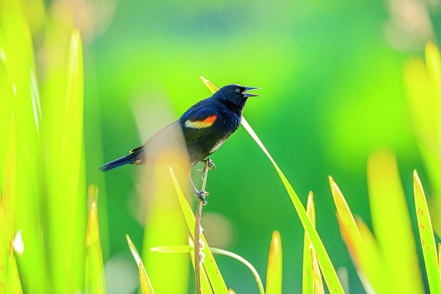 Red Winged Blackbird, British Columbia Photograph by Don White Red Winged Blackbird, British Columbia Photograph by Don White